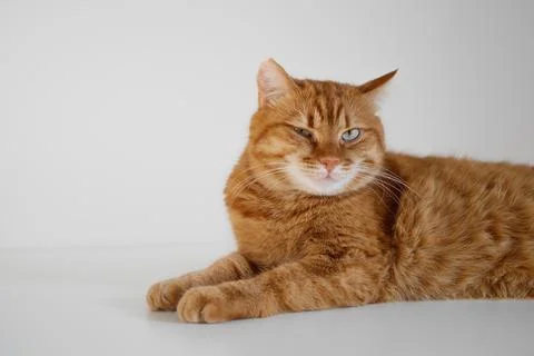 Funny ginger cat sitting on table and winking Stock-Fotos