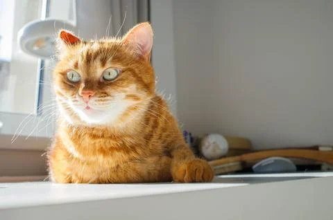 Funny ginger cat sitting on white desk at home on a sunny day close up port.. Stock Photos