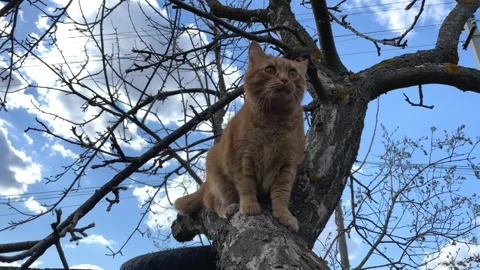 Funny ginger fat cat sitting on a tree in spring Stock Footage 194081389