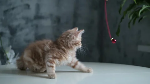 Funny ginger kitten playing with a Christmas tree ornament Stock Footage 324246306