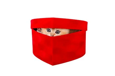 Funny ginger kitten in the red box. Stock Photos