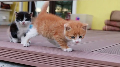 Funny ginger kitten running along the camera 動画素材 78533591