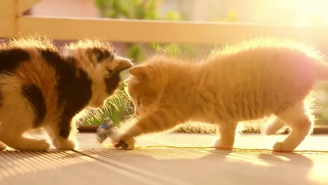 Funny ginger kitten takes over and takes spotty kitten's toy Stock Footage 77863760