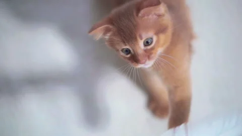 Funny ginger kitten tries to catch a feather Stock Footage 141989793