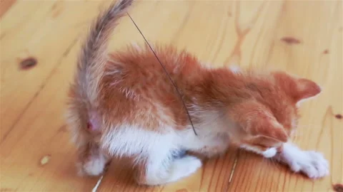 Funny ginger kitten trying to catch the toy. Stock Footage 95533677