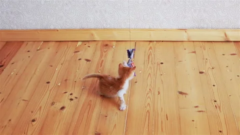 Funny ginger kitten trying to catch the toy. Stock Footage 96586662
