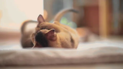 Funny ginger kittens bite each other playing on the floor. Stock Footage 141989524