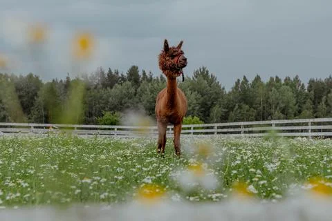Funny ginger lama on a chamomile field Stock Photos