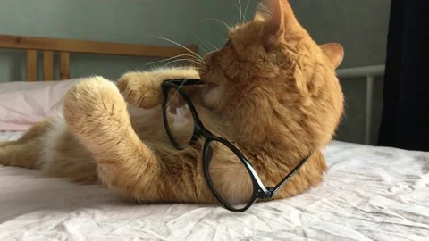 Funny ginger lazy fat cat lies on the bed and plays with glasses in black frames 動画素材 155024644