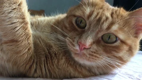 Funny ginger lazy fat cat lies on the bed and washes. Stock Footage 155024712