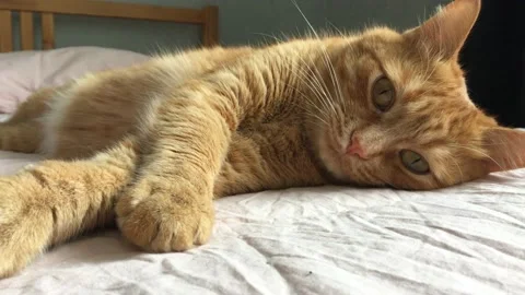 Funny ginger lazy fat cat lies on the bed and washes. Stock Footage 155762696