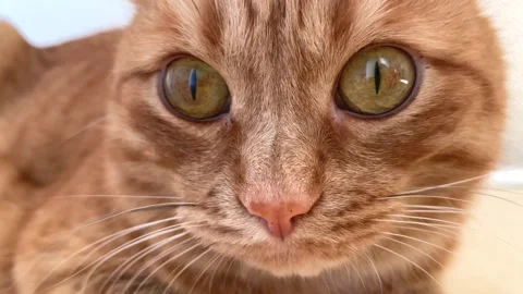 Funny ginger lazy fat cat Stock Footage 195348699