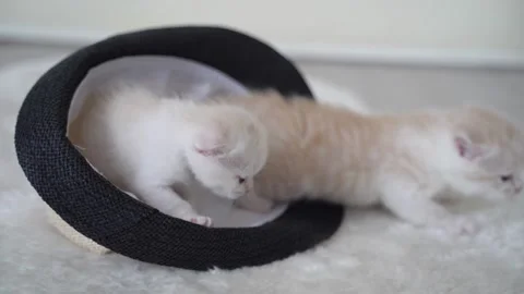 Funny ginger Scottish fold kittens from hat Stock Footage 151648533
