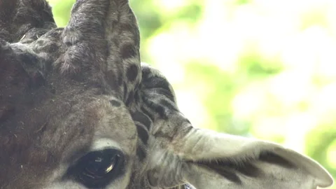 Funny giraffe head extreme close-up slow motion Stockbeeldmateriaal 156958396