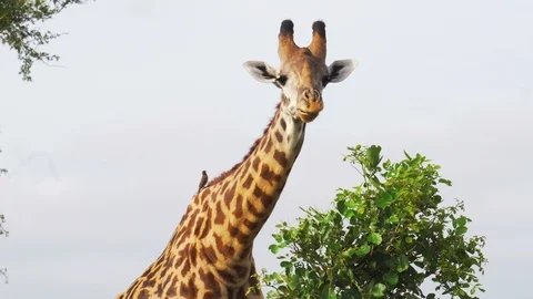 Funny giraffe with a small bird that chews leaves Stock Footage 86828667