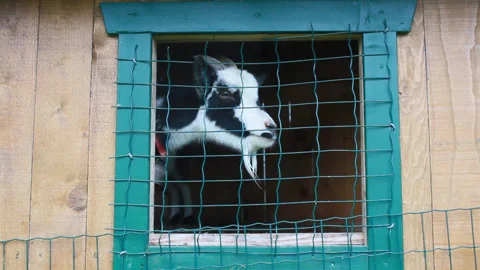 Funny Goat Bleating and Looking Out of Countryside Farm Window Stock Footage 143262651