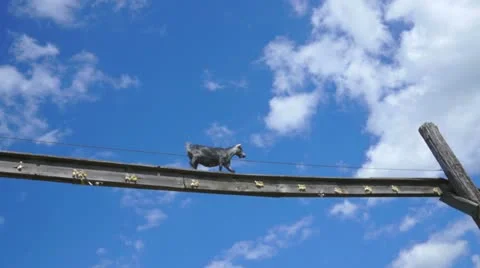 Funny Goat On A Bridge Stock Footage 11805994