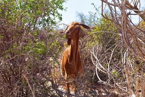 Funny goat eats green leaves from twigs among the shrubs of Morocco. Stock Photos