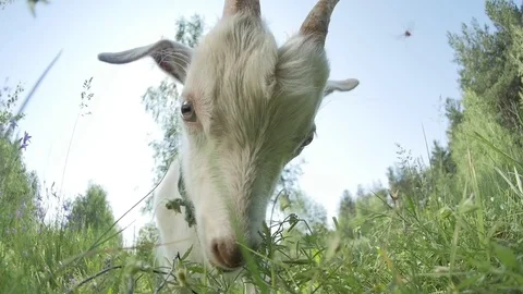 Funny Goat Face. Eats Grass Video stock 85180671