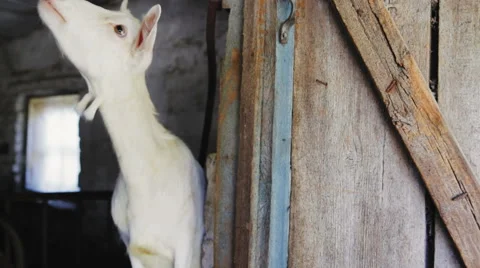 Funny goat in the farm Stock Footage 67345795