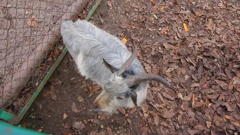 Funny goat in the farm Stock Footage 72462487