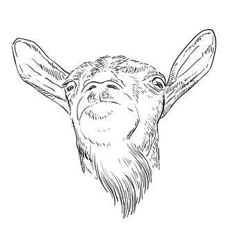 Funny goat head with a beard hand drawing vector illustration Stock Illustration