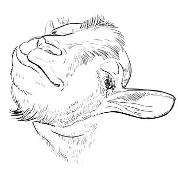 Funny goat head hand drawing vector illustration Stock Illustration