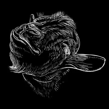 Funny goat head hand drawing on a black vector illustration Stock Illustration