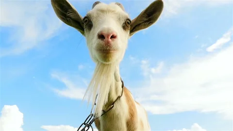 Funny goat looking at the camera. Close-up. Slow motion Stock Footage 96309944