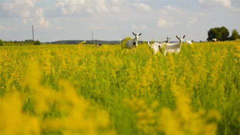 Funny goat looking straight into the camera Stock Footage 96297552
