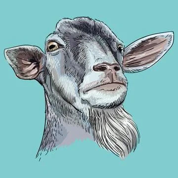 Funny goat muzzle with a beard isolated vector illustration Stock Illustration