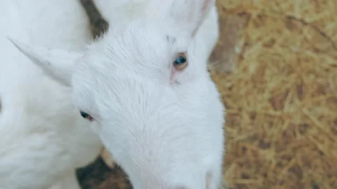 A funny goat in the pen bites on the clothes. Stock Footage 151844325