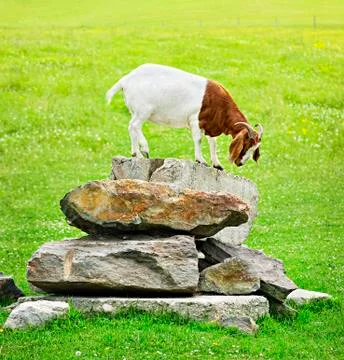 Funny goat Stockfoto's