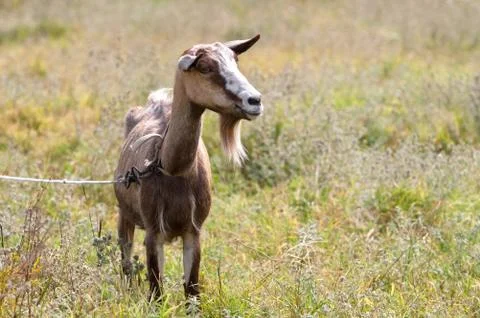Funny goat Stock Photos