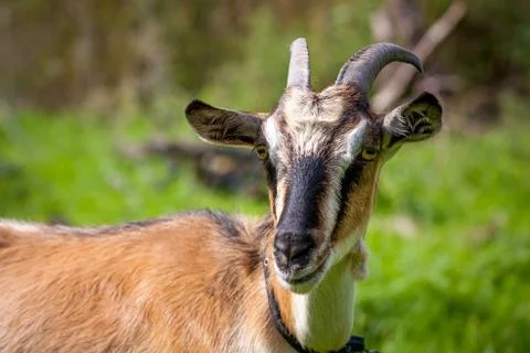Funny goat Stock Photos