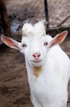 Funny goat Stock Photos