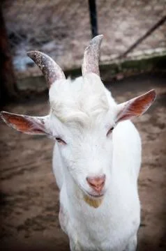 Funny goat Stock Photos