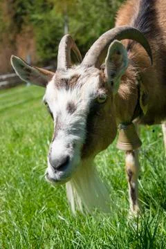 Funny goat posing in front of camera Stock Photos