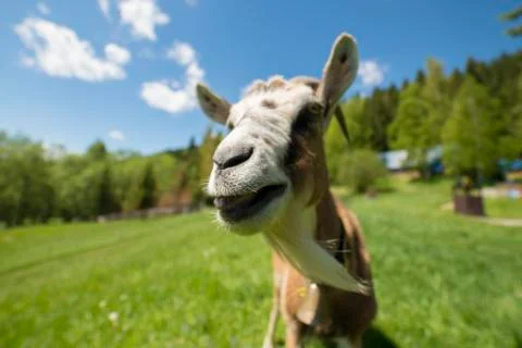 Funny goat posing in front of camera Stock Photos