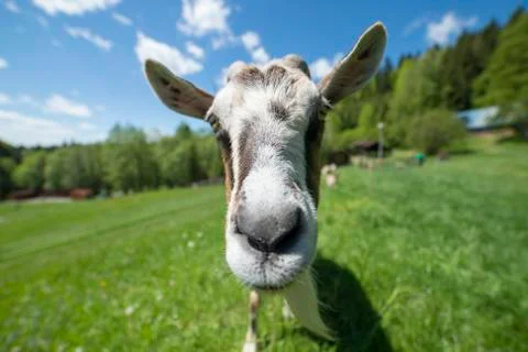 Funny goat posing in front of camera Stock Photos
