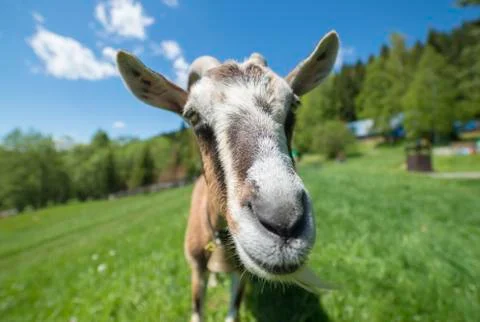 Funny goat posing in front of camera Stock Photos