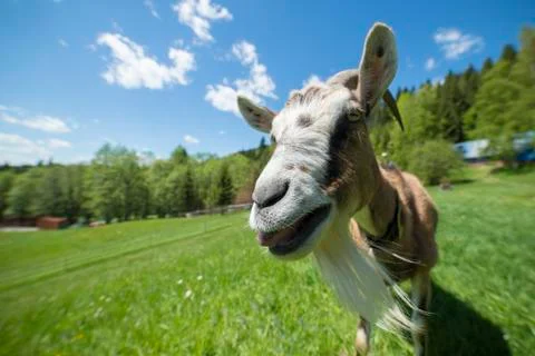 Funny goat posing in front of camera Stock Photos
