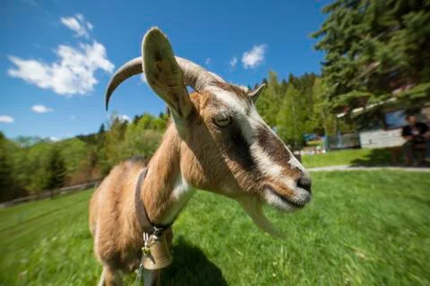 Funny goat posing in front of camera Stock Photos