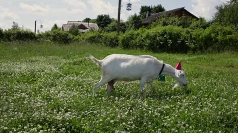 Funny Goat in a red cap and green butterfly on her neck grazing in a field Stock Footage 66557840