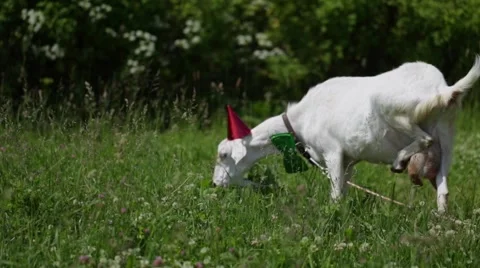 Funny Goat in a red cap and green butterfly on her neck grazing in a field Stock Footage 66557848