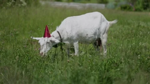 Funny Goat in a red cap and green butterfly on her neck grazing in a field Video stock 66557860