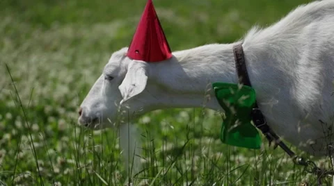 Funny Goat in a red cap and green butterfly on her neck eating grass 스톡 동영상 66557869
