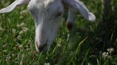Funny goat in red cap and green butterfly grazes on a farm eating grass 스톡 동영상 66557878