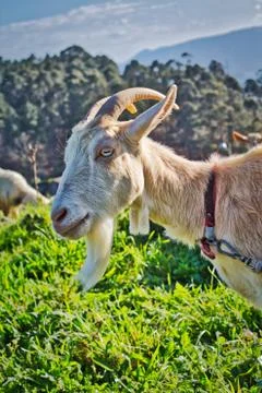 Funny goat staring at camera and smiling Stock Photos