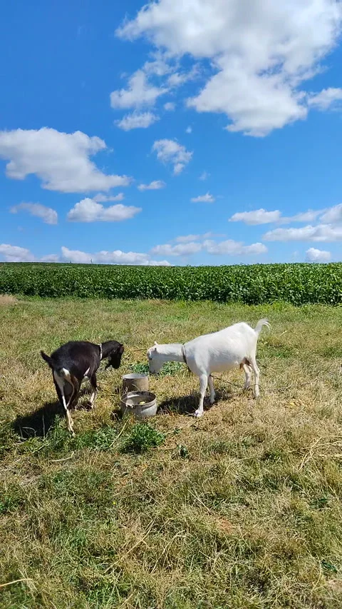 Funny Goats Eating Outside Video stock 341456787